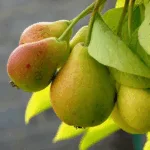 Erzincan Armut Kurusu - Görsel 3