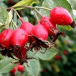 Kuşburnu (Erzincan) - Görsel 3