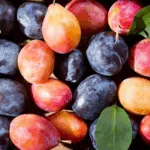 Mürdüm Kara Erik Kurusu - Görsel 3