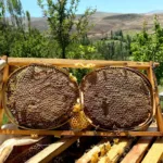 Şekersiz Karakovan Balı (2,5 kg) - Görsel 2