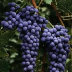 Siyah Kuru Üzüm (Kan Üzümü) - Görsel 3