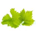 Erzincan Üzüm Yaprağı – Salomura (Doğal Salamura Yaprak) - Görsel 2