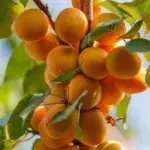 Erzincan Ekşi Kayısı Pestili  (1KG) - Görsel 2