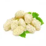 Sade Dut Pestili - Görsel 2